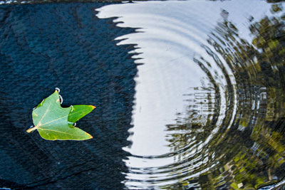 UCSB Leaf in Pond Reflection