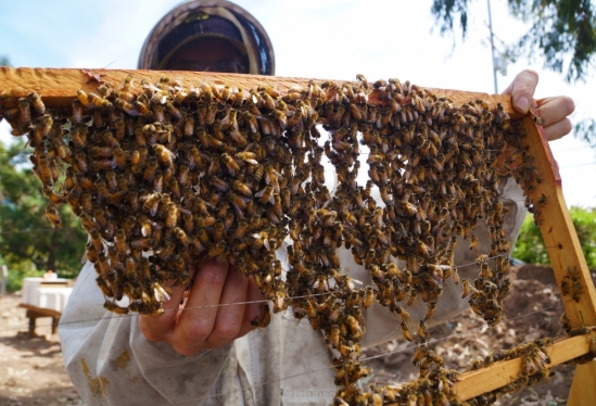 Bees festooning