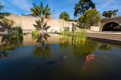 UCSB Koi Pond